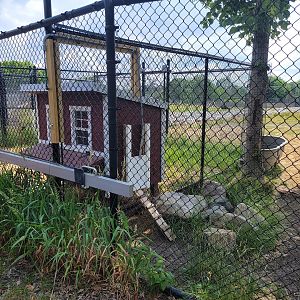 Toledo Zoo, Africa! - Coop for guineafowl, seen from train