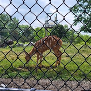 Toledo Zoo, Africa! - Nyala calf in savannah, from train