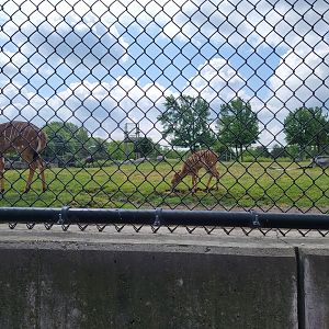 Toledo Zoo, Africa! - Nyala calf in savannah, from train