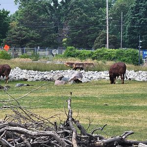 Toledo Zoo, Africa! - Ankole-Watusi and reindeer