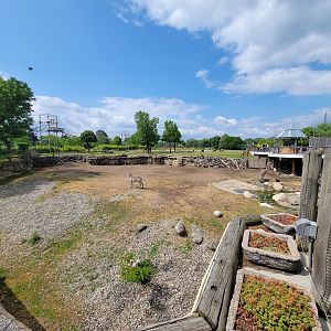 Toledo Zoo, Africa! - Zebras