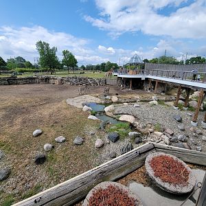 Toledo Zoo, Africa! - Zebras with giraffes in distance (and fake croc)