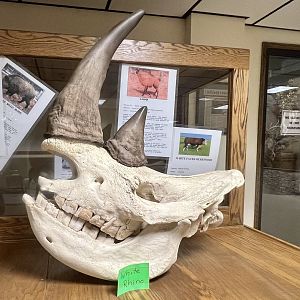 White Rhinoceros skull