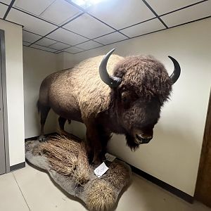 Bison