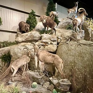 Aoudads, Chamois, Thar, Ibex, Argali, and Markhor