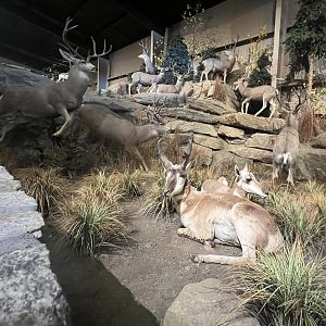 Pronghorn and Mule Deer