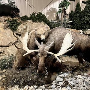 Brown Bear and Moose