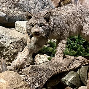 Canada Lynx