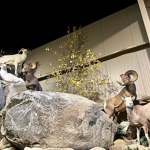 North American Mountain Sheep