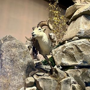 Stone Sheep and Wolves