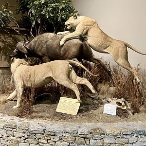 Lions and Cape Buffalo