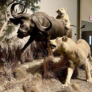 Lions and Cape Buffalo
