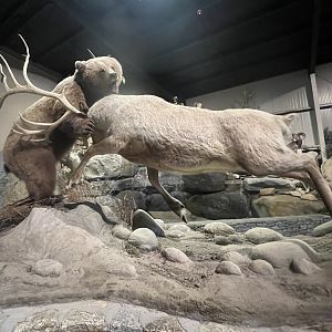 Caribou getting it over with as quickly as possible