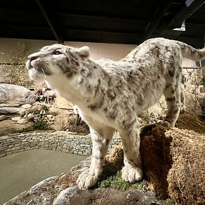 Snow Leopard