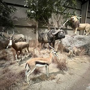 Thomson’s Gazelle, Blesbok, Gemsbok, Duiker, Cape Buffalo, and Lion