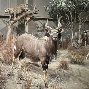 Nyala