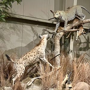 Spotted Hyena, Leopard, and Impala