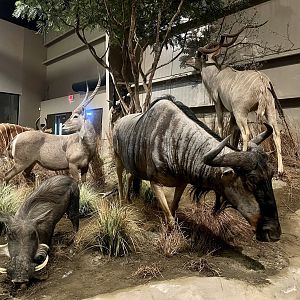 Wildebeest, Warthog, and other African Game