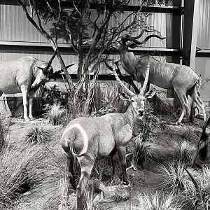 Eland, Greater Kudu, Waterbuck