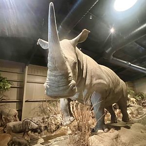 White Rhinoceros