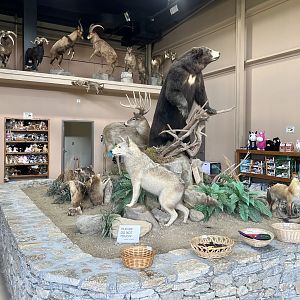 Local Fauna and some Mountain Game