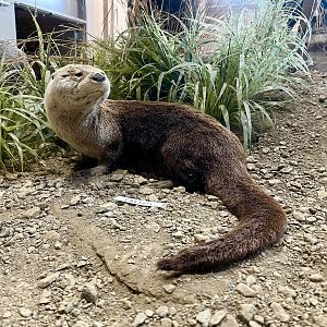 River Otter