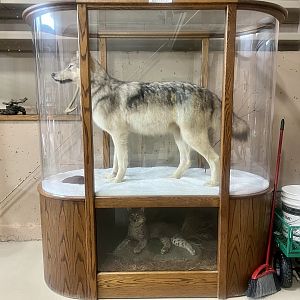 Grey Wolf and Bobcat