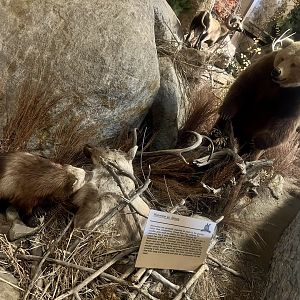 Wolverine vs Brown Bear