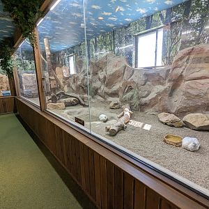Forest Of The Conservation - Svalbard Rock Ptarmigan Exhibit