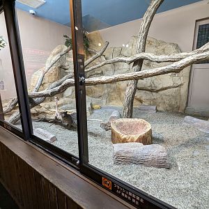 Forest Of The Conservation - Tsushima Leopard Cat Exhibit
