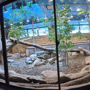 Forest Of The Conservation - Amur Leopard Cat Exhibit