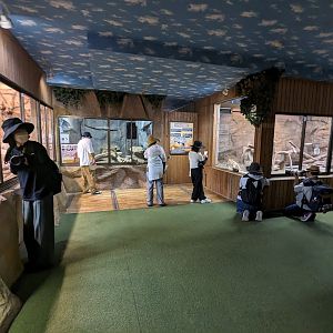 Forest Of The Conservation