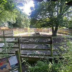 South American tapir and Capybara enclosure 290723