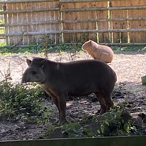 South American tapir and Capybara 290723