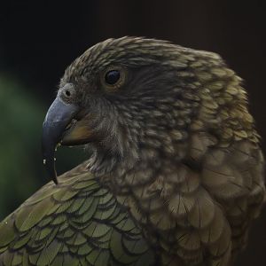 Kea