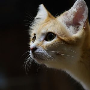 Sand Cat