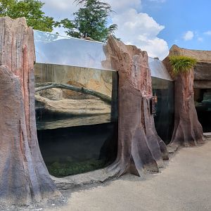 Pure Eurasian Otter Exhibit