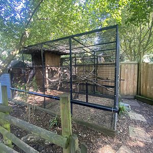 Channel-billed toucan aviary 290723