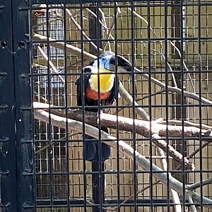 Channel-billed toucan 290723