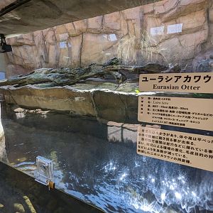 Asian Forest - Descendants Of Hybrid Eurasian Otters Exhibit