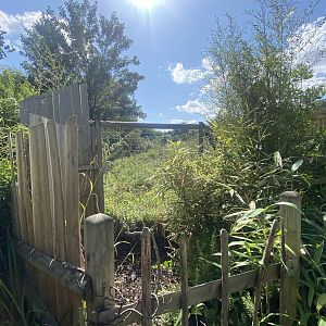 Southern aardwolf enclosure 290723