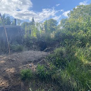 Southern aardwolf enclosure 290723