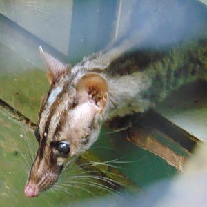 Owston's Civet
