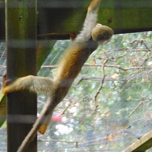 Squirrel Monkey