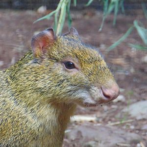 Azara's Agouti