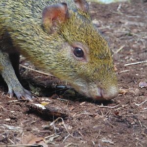 Azara's Agouti