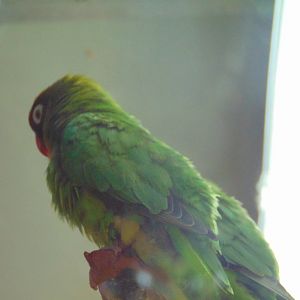 Black-cheeked Lovebird