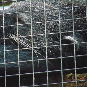 Binturong