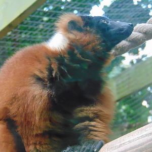Red Ruffed Lemur