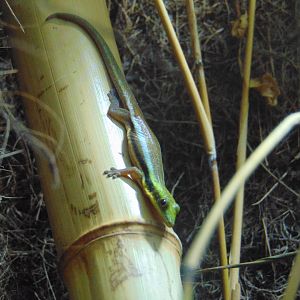 Yellow-headed Day Gecko